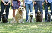 Pups wearing the best bark collars during an obedience class.
