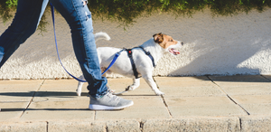 Jack Russel Terrier walking on sidewalk with owner in the sun