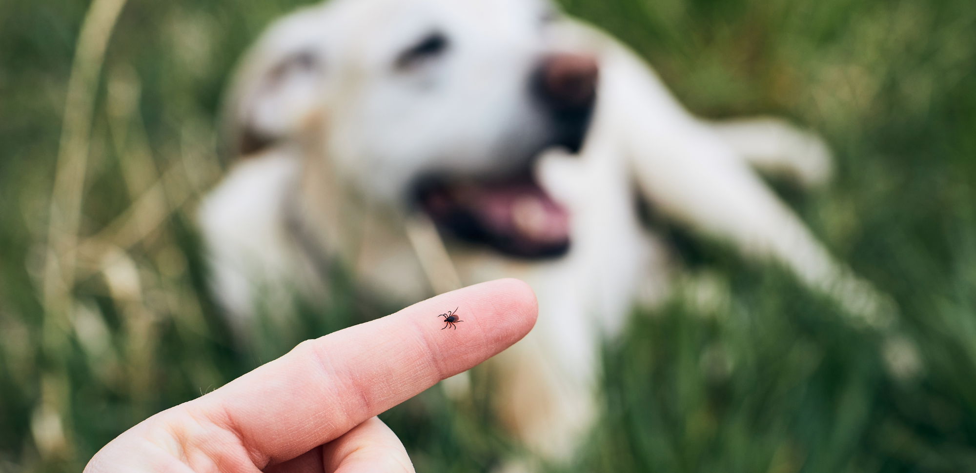 finger with tick on the tip with a white dog in background
