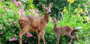 a mom deer and baby deer in front of pink and yellow flowers