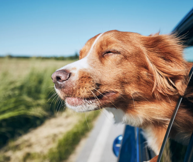 Traveling with Your Dog This Holiday Season: Bark-Free Tips for the Road