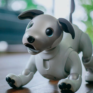 Robotic Dogs: the Future of Companion Robots