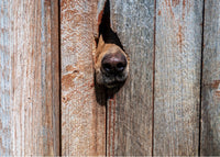 A neighbor's dog barking.