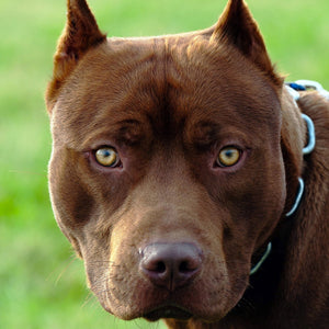 A pit bull dog.