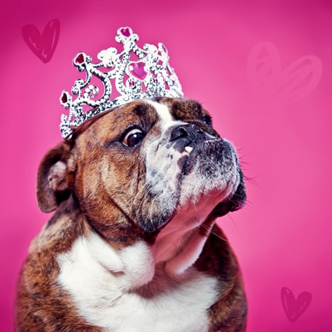 A spoiled dog wearing a tiara.