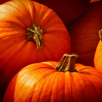 Pumpkinlicious – A Treat for Your Dog