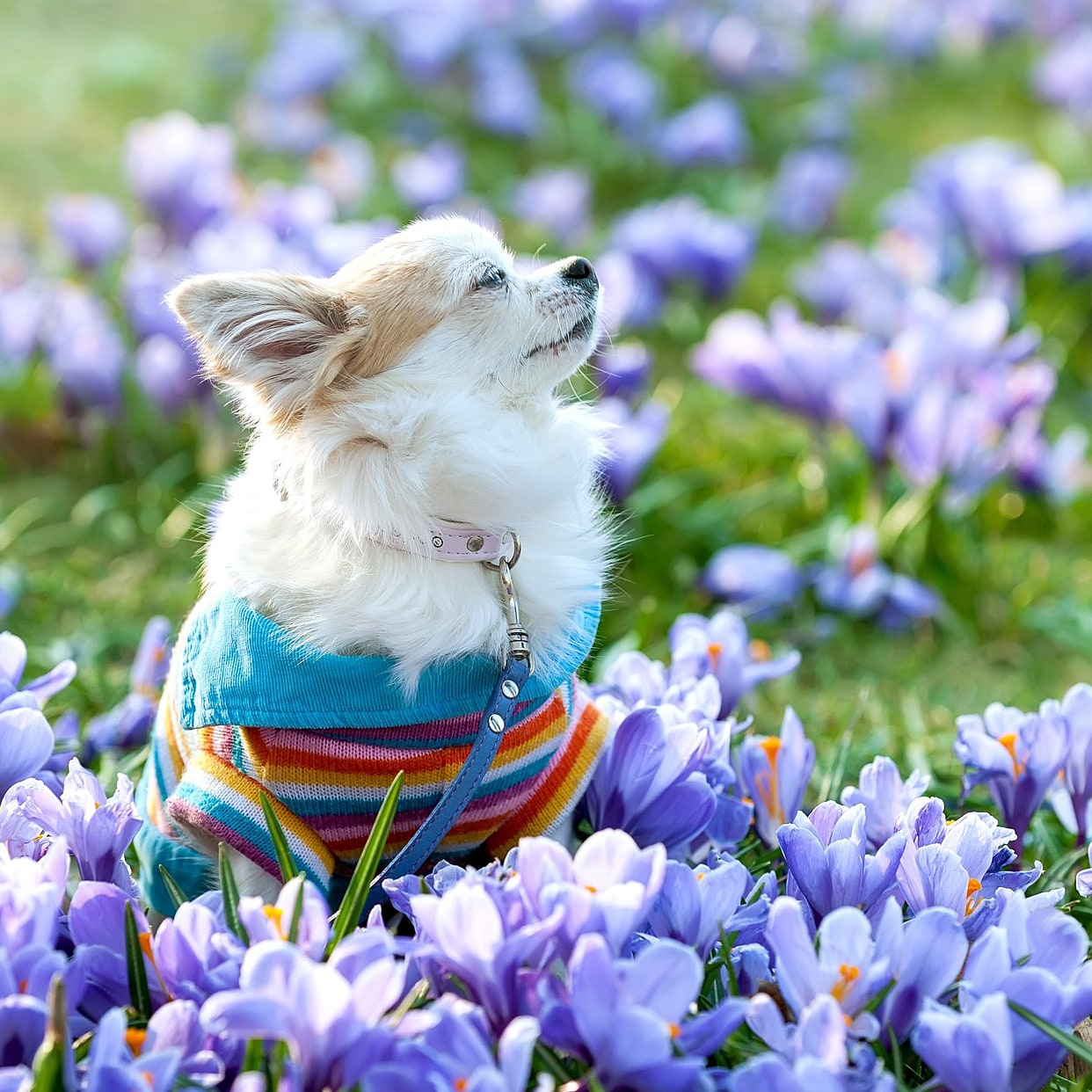 A dog in spring.